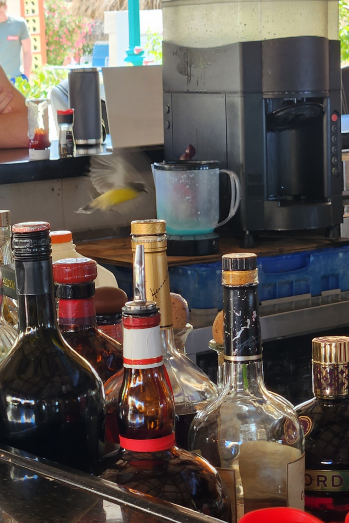 Small yellow bird flying behind bar at Water’s Edge Eagle Beach Aruba