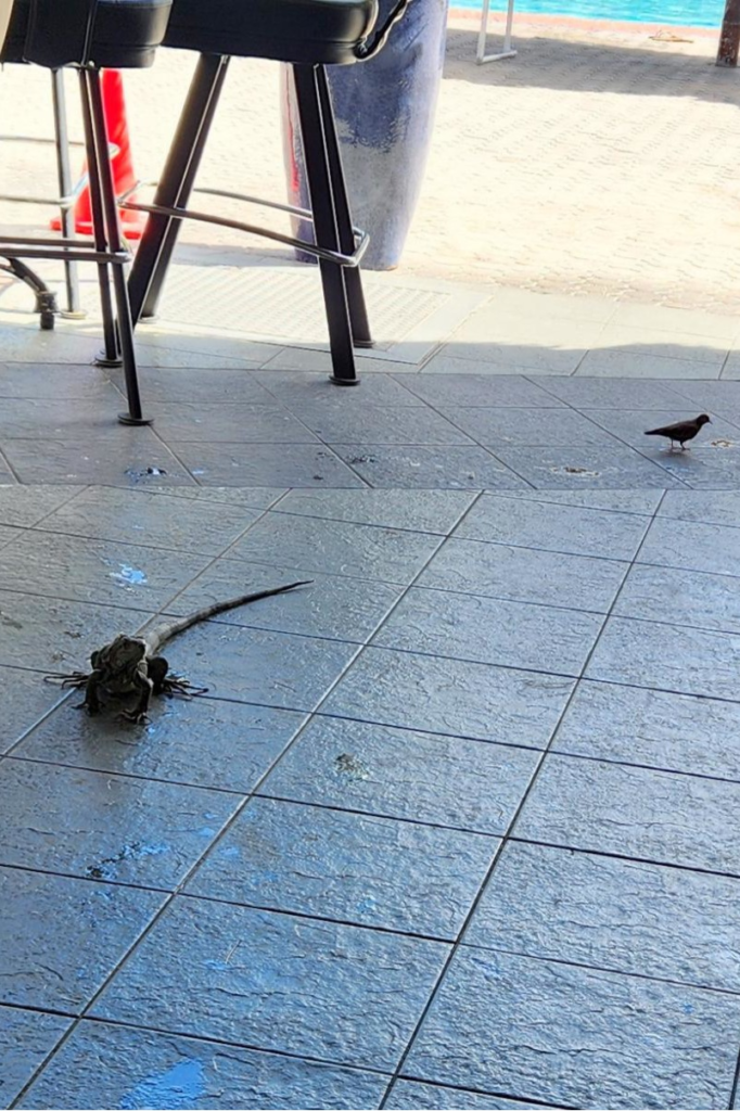 Iguana and small bird near outdoor seating at Eagle Beach Aruba