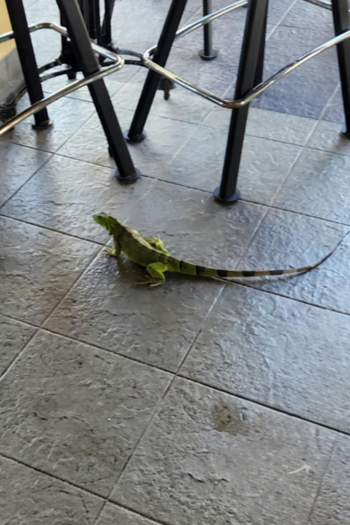 Green iguana walking near tables at Water’s Edge Restaurant Eagle Beach Aruba