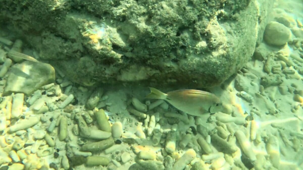 Close-up reef fish at Grote Knip Beach snorkeling | Dohrn Travels Reef fish near coral rubble during snorkeling at Grote Knip Beach Curaçao