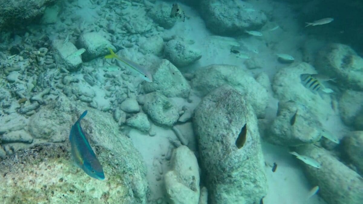 Reef fish habitat at Grote Knip Beach | Dohrn Travels Mixed reef fish species over rocky bottom while snorkeling at Grote Knip Beach