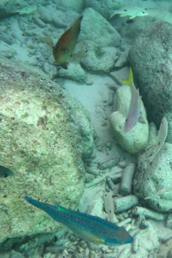 Colorful fish at Grote Knip Beach snorkeling | Dohrn Travels Colorful reef fish near rocks while snorkeling at Grote Knip Beach Curaçao. Grote Knip Beach snorkeling review