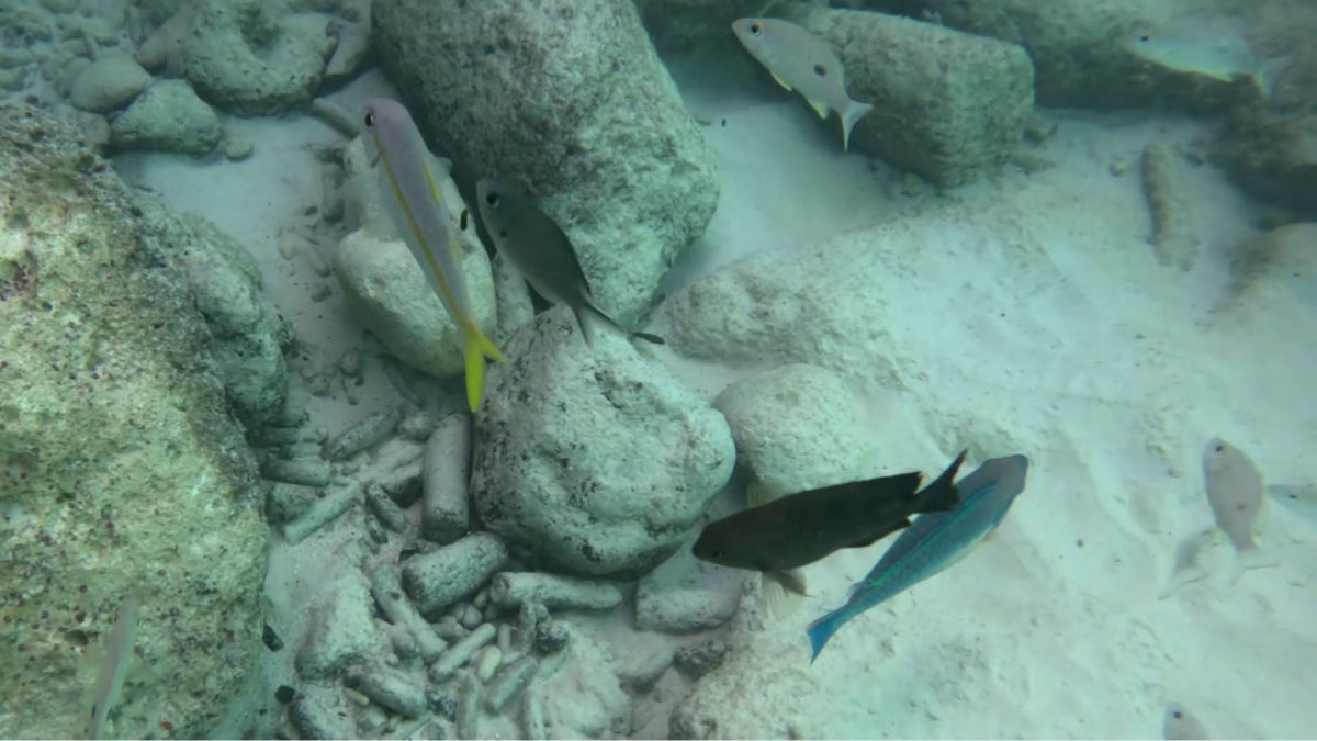 Snorkeling reef fish at Grote Knip Beach Curaçao | Dohrn Travels Reef fish swimming around coral rubble while snorkeling at Grote Knip Beach