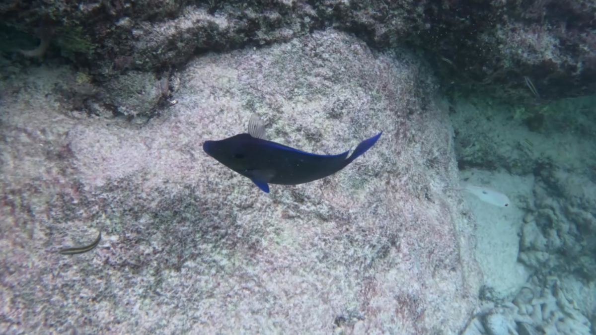 Fish along rocky reef at Grote Knip Beach | Dohrn Travels Reef fish near rock formations while snorkeling at Grote Knip Beach
