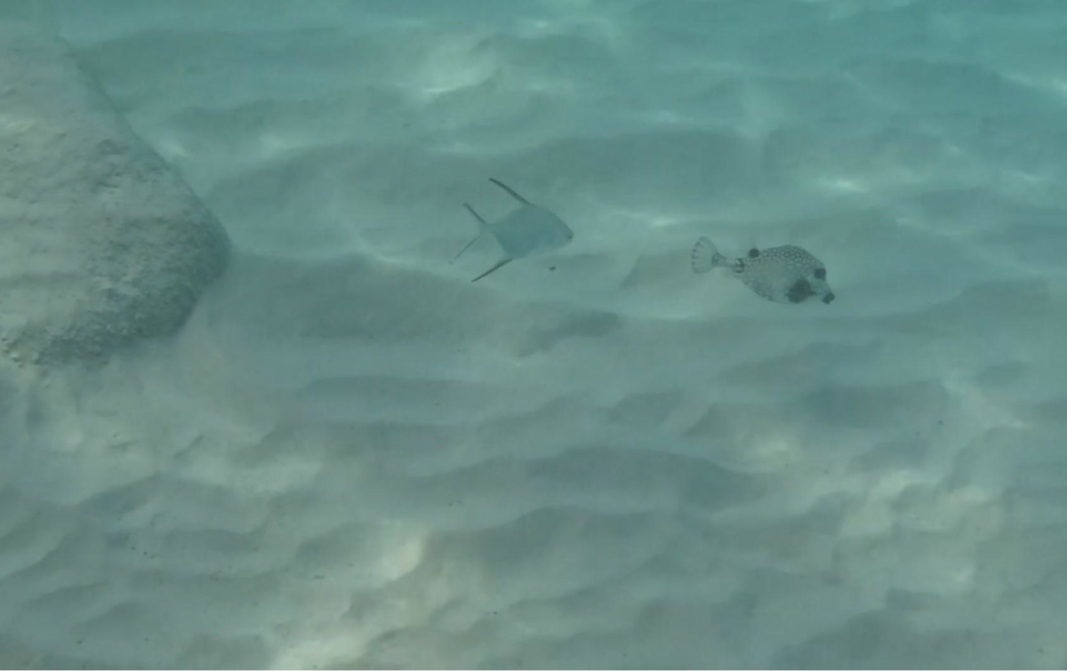 Shallow snorkeling conditions at Grote Knip Beach | Dohrn Travels Shallow-water reef fish seen while snorkeling at Grote Knip Beach in Curaçao