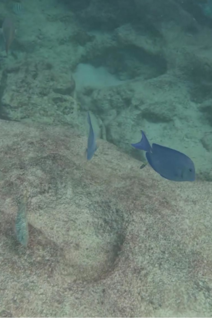 Blue Tang at Grote Knip Beach Snorkeling Spot | Dohrn Travels Blue tang and reef fish swimming along rocky seabed at Grote Knip Beach snorkeling area