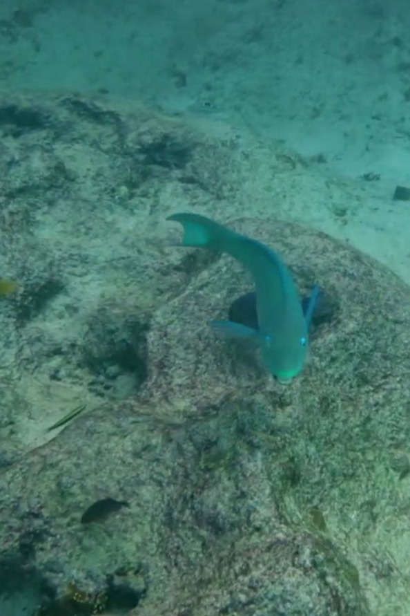 Parrotfish Close-Up at Grote Knip Beach | Dohrn Travels Close-up of parrotfish swimming over rocks while snorkeling at Grote Knip Beach Curaçao