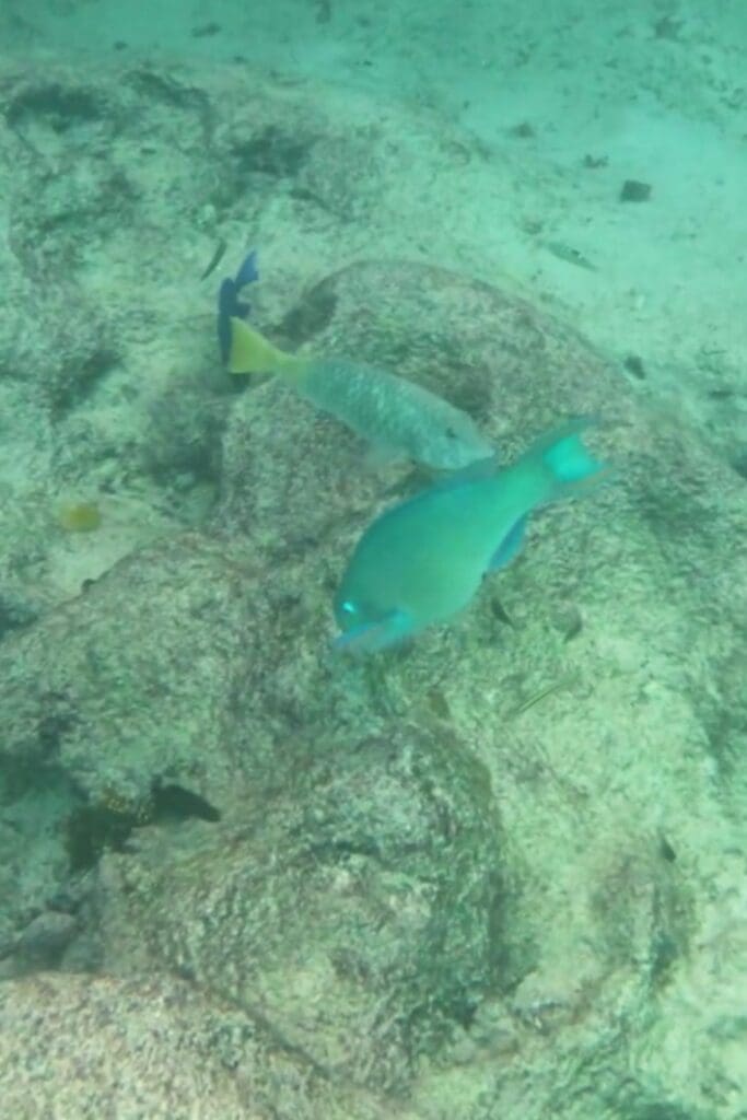 Reef Fish at Grote Knip Beach Snorkeling | Dohrn Travels Parrotfish and reef fish swimming near rocks while snorkeling at Grote Knip Beach Curaçao