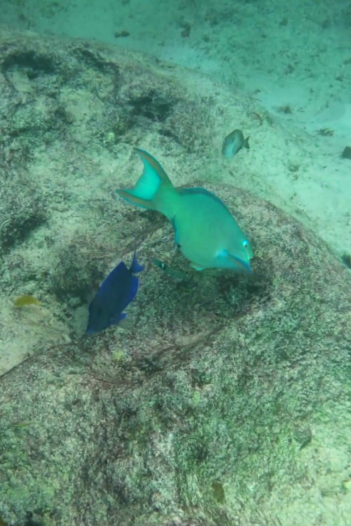 Parrotfish at Grote Knip Beach Snorkeling Area | Dohrn Travels Blue parrotfish swimming over rocky reef while snorkeling at Grote Knip Beach in Curaçao
