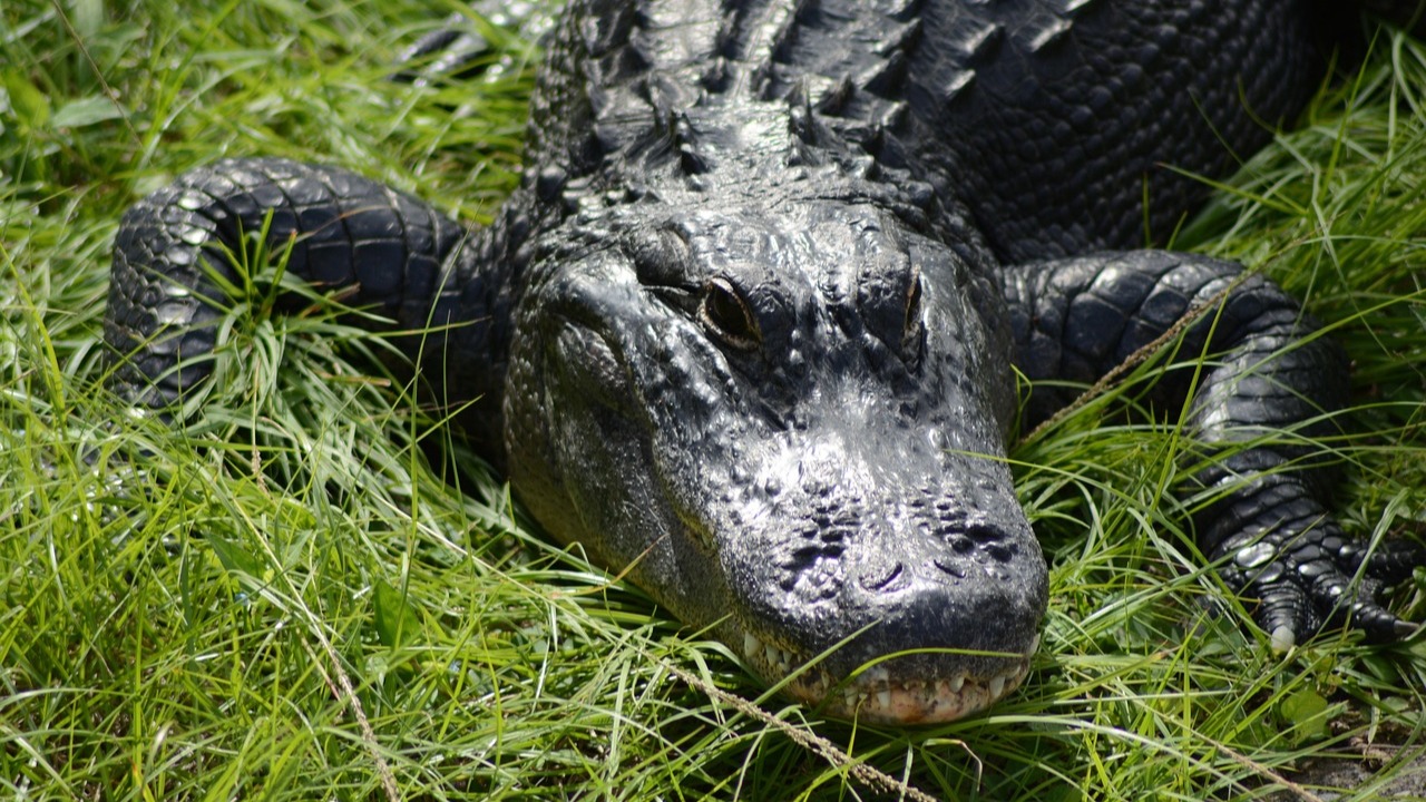 Alligator in the Florida Everglades near Fort Lauderdale