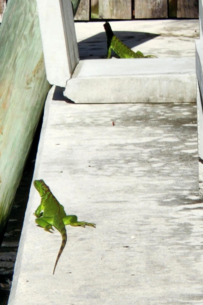 Green iguana near Shooters Waterfront restaurant in Fort Lauderdale