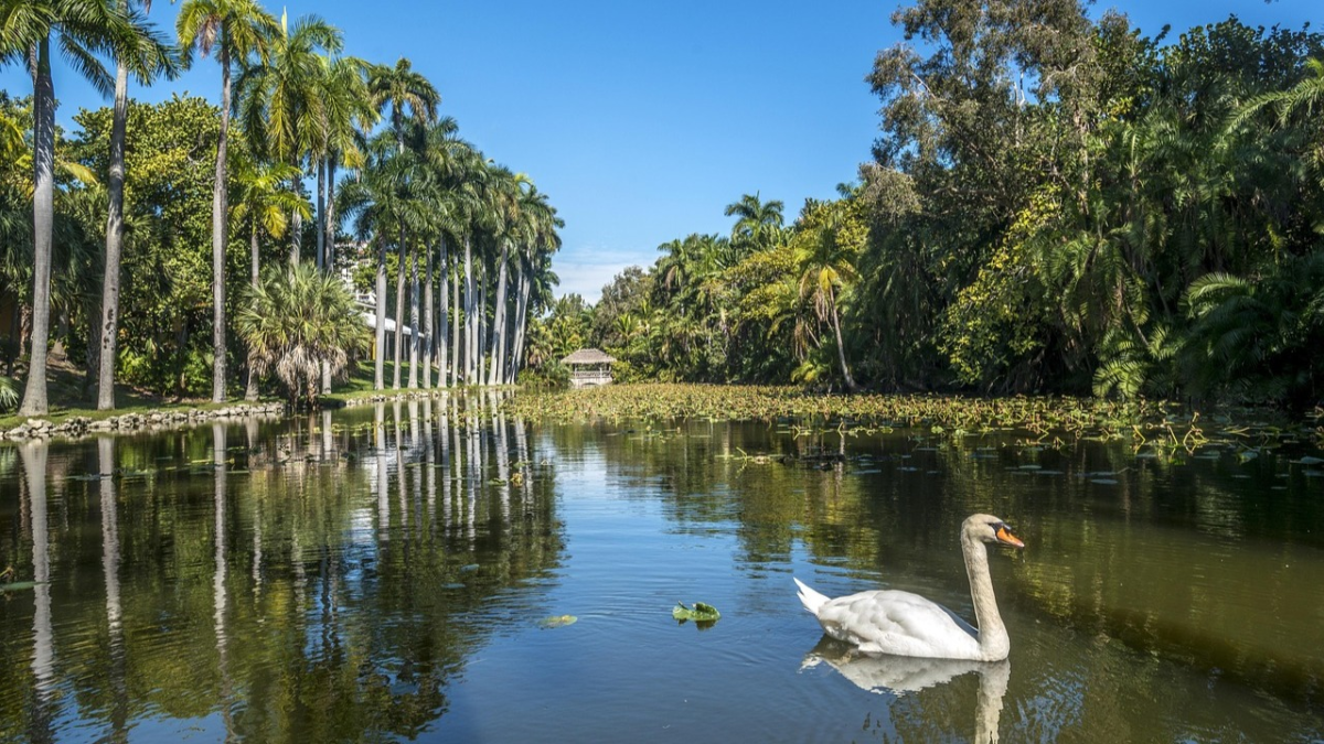 Bonnet House Museum and Gardens swan lake in Fort Lauderdale Florida near Fort Lauderdale Beach. Fort Lauderdale cruise port attractions