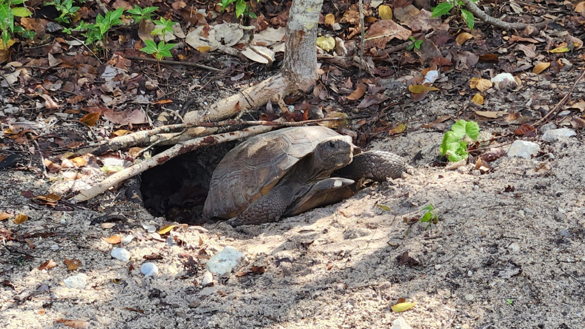 Tortoise at Hugh Taylor Birch State Park in Fort Lauderdale Florida. things to do near Port Everglades