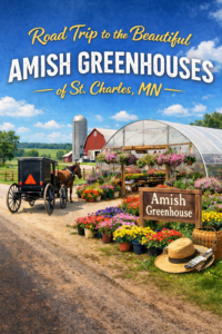 Road trip to the beautiful Amish Greenhouses of St. Charles MN with horse and buggy and colorful spring flowers