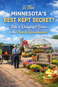 Is this Minnesota's best kept secret — Amish greenhouse road trip near St. Charles MN with open sign and fresh produce
