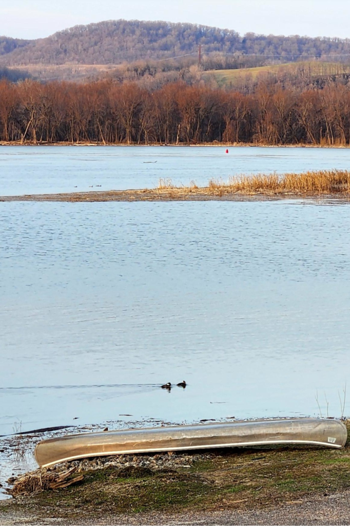 Ducks swimming in Mississippi River near Eagle Roost Resort Cassville WI