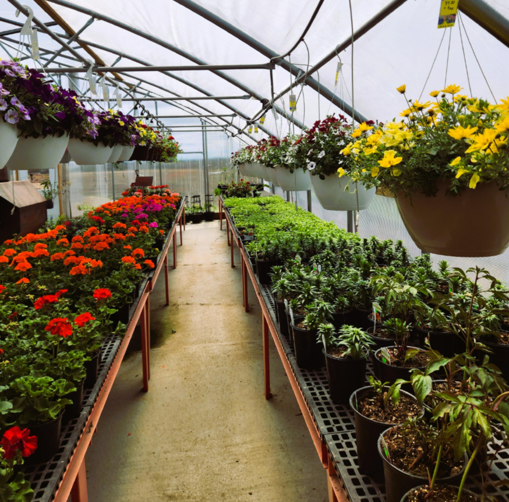 Colorful rows of annuals and hanging flower baskets inside Gingerich Greenhouse near St. Charles MN. Southeast Minnesota day trip