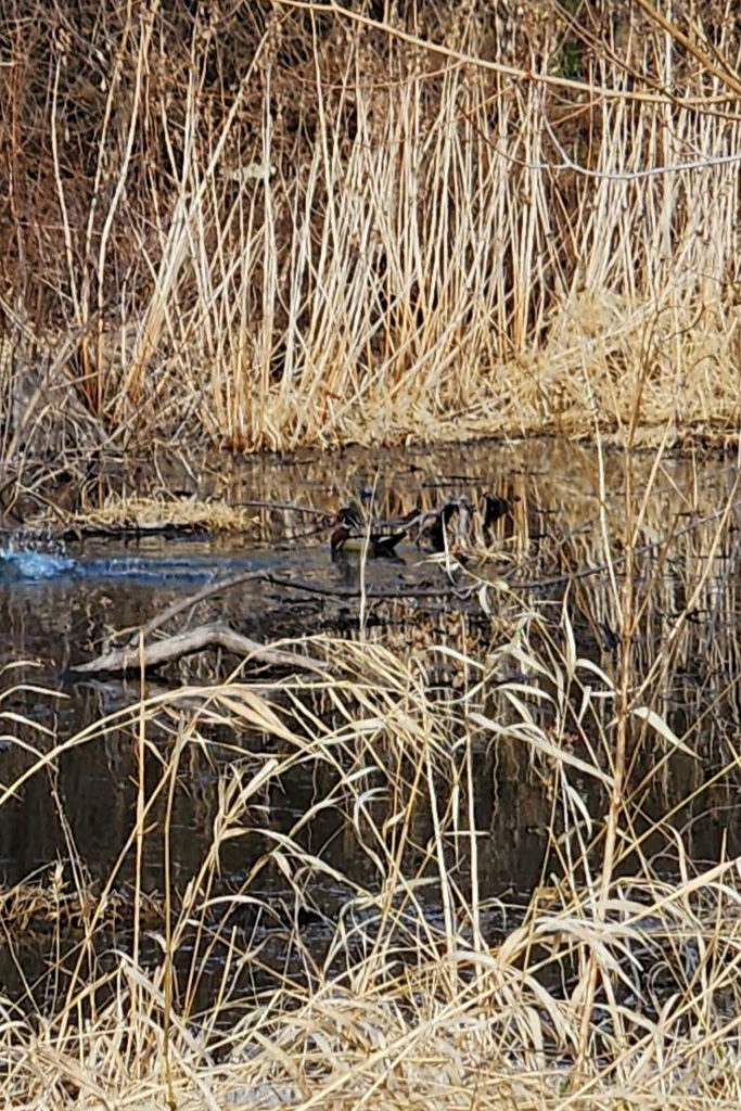 Wood duck near marina wetlands Eagle Roost Resort Cassville Wisconsin