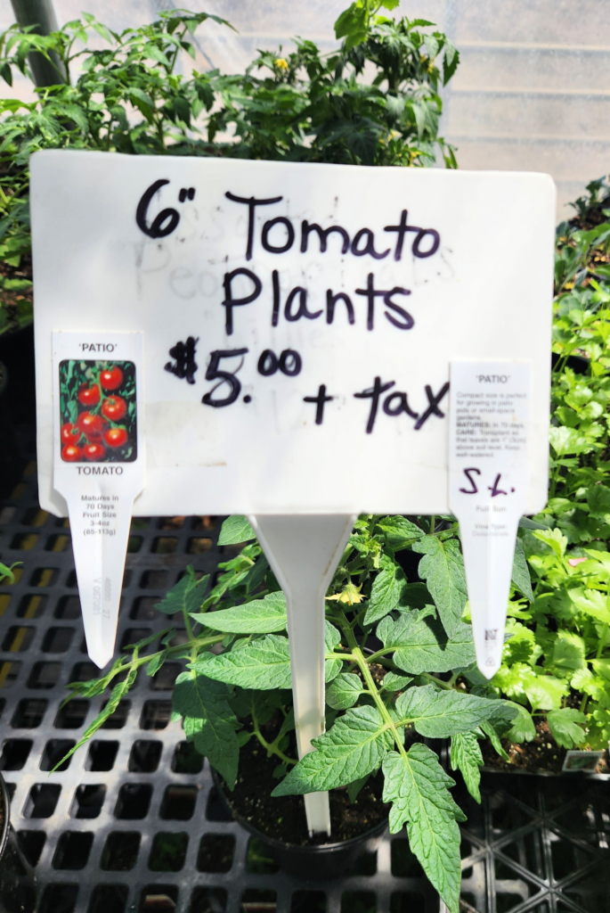 Hand-written sign for 6 inch patio tomato plants priced at five dollars at Amish greenhouse near St. Charles MN