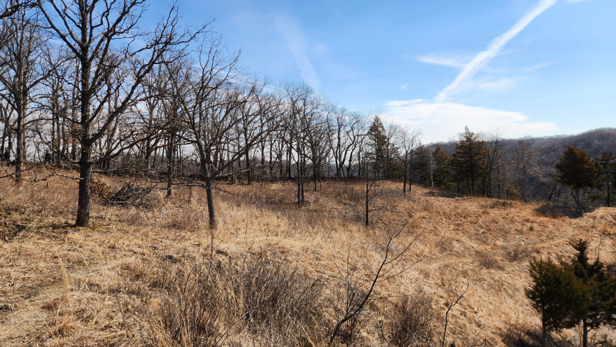 Prairie grassland along Cedar Point Trail at Nelson Dewey State Park