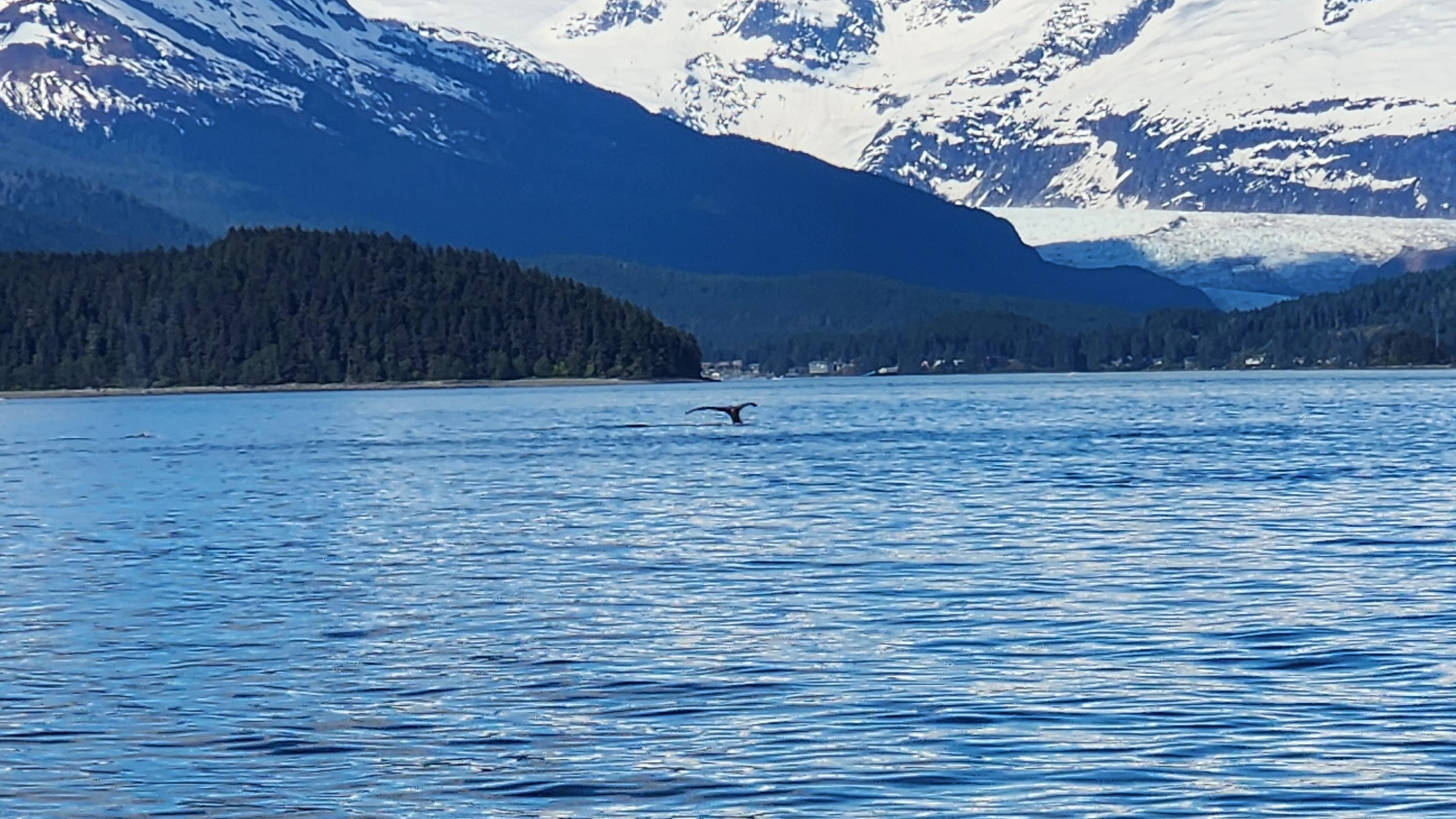 Snowy mountain range behind a forested shoreline and a calm blue fjord; a bird glides over the water.