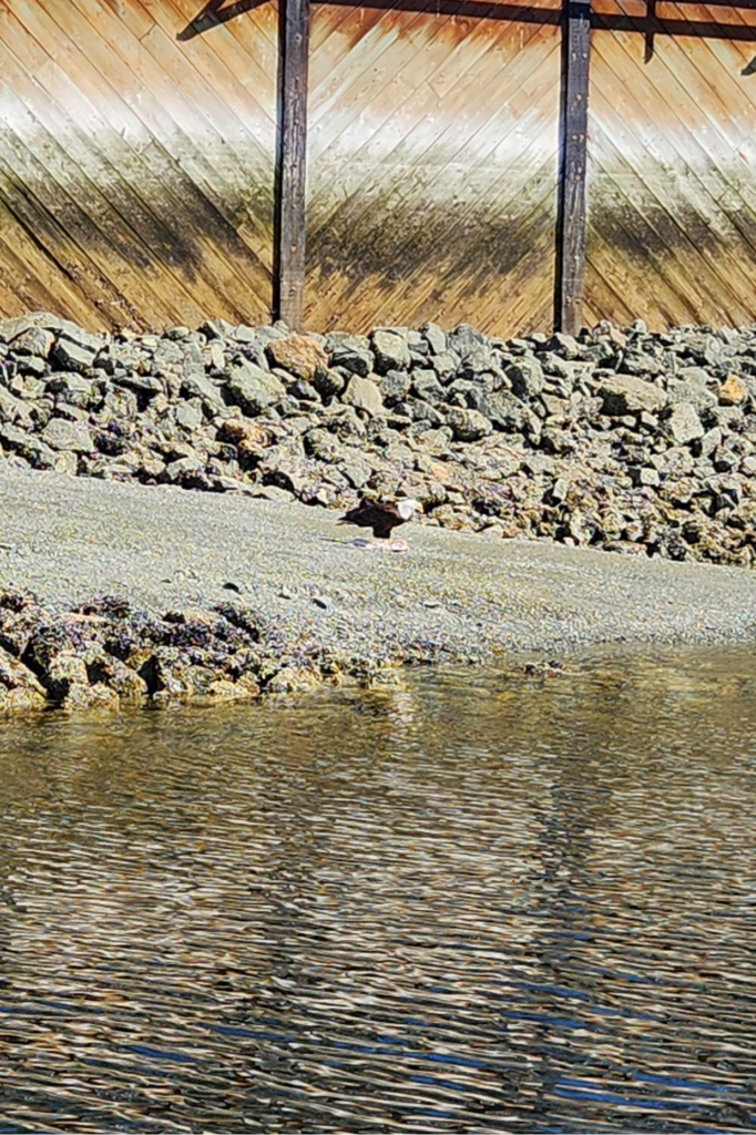 Rocky shoreline with small waves against a weathered wooden seawall supported by dark posts in the background?