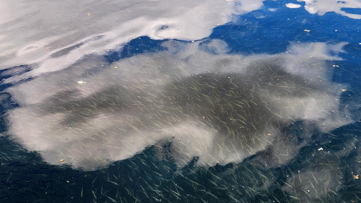 Many small fish swimming near the surface of dark water, with cloudy reflections above.