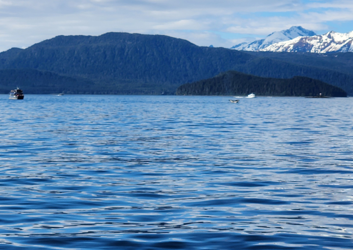 Humpback whale tail fluke visible above the water in Auke Bay near Juneau, Alaska.