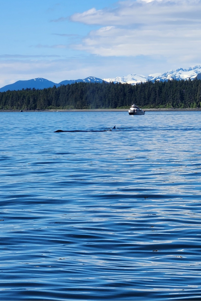 Humpback whale swimming near a tour boat in Auke Bay during a Juneau whale watching excursion.