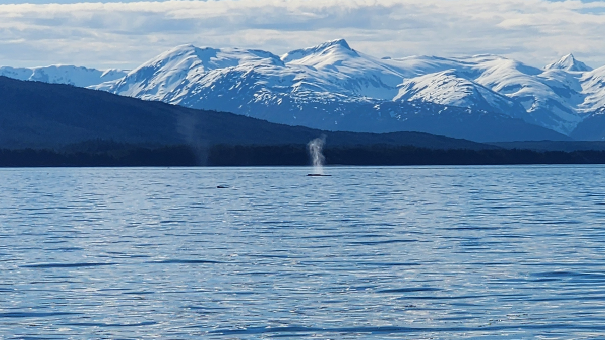 Humpback whale blowing through its blowhole in Auke Bay with Alaska mountains in the background.