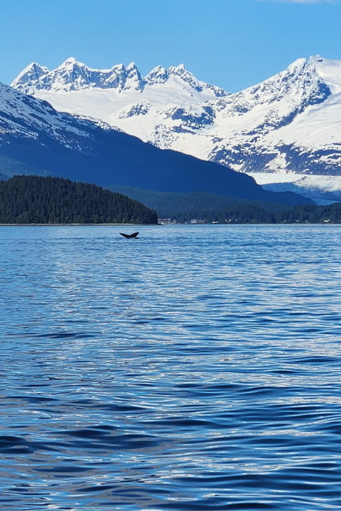 Humpback whale tail above the water in Auke Bay with snow-covered mountains near Juneau, Alaska.