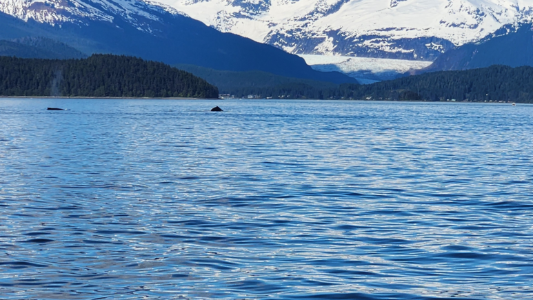 Humpback whale surfacing in Auke Bay near Juneau, Alaska, with snow-capped mountains and a glacier in the background.
