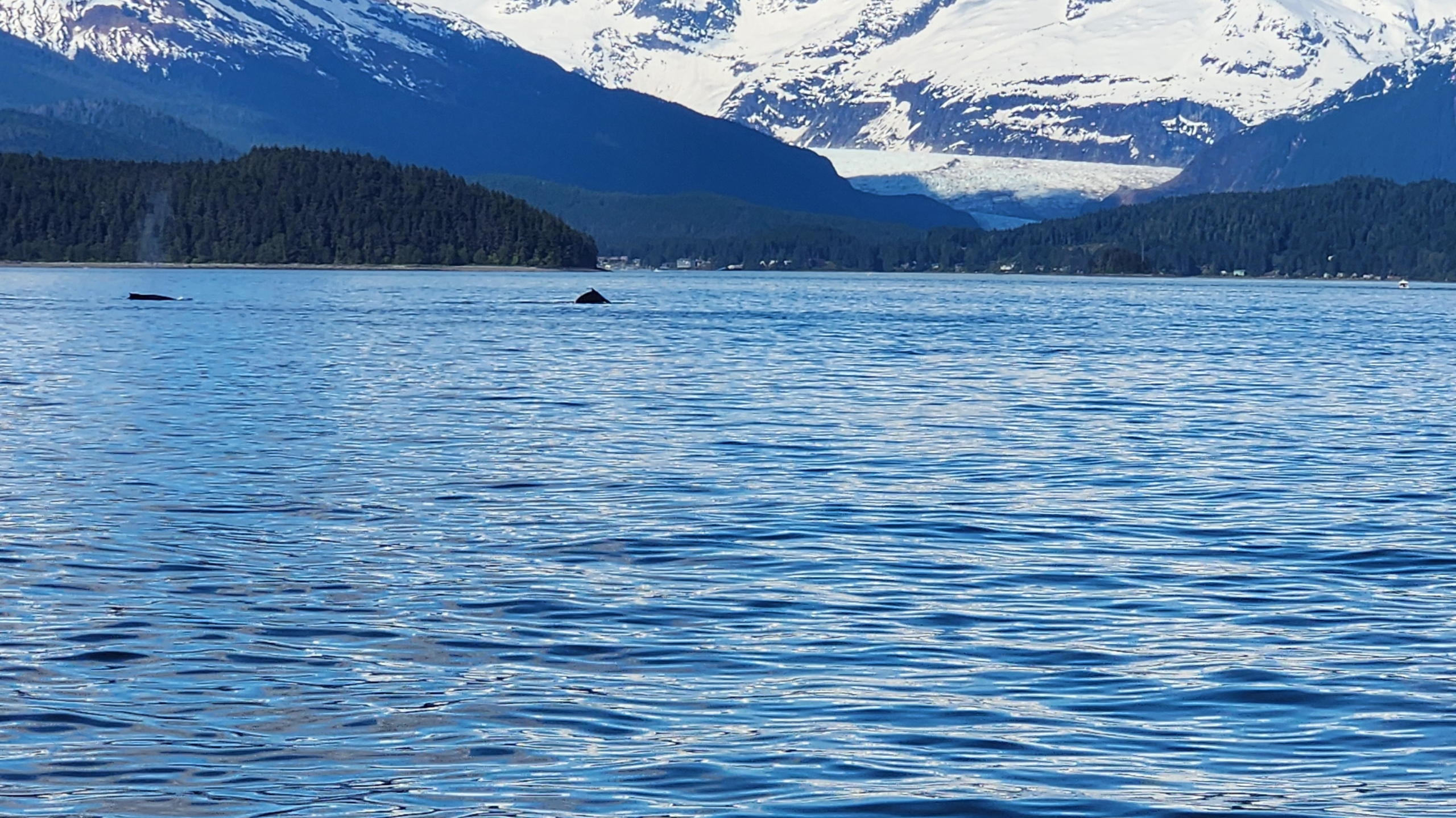 Humpback whale surfacing in Auke Bay near Juneau, Alaska, with snow-capped mountains and a glacier in the background.