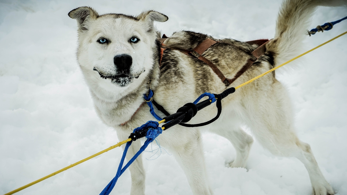 Sled dog on a Juneau glacier dogsledding excursion in Alaska