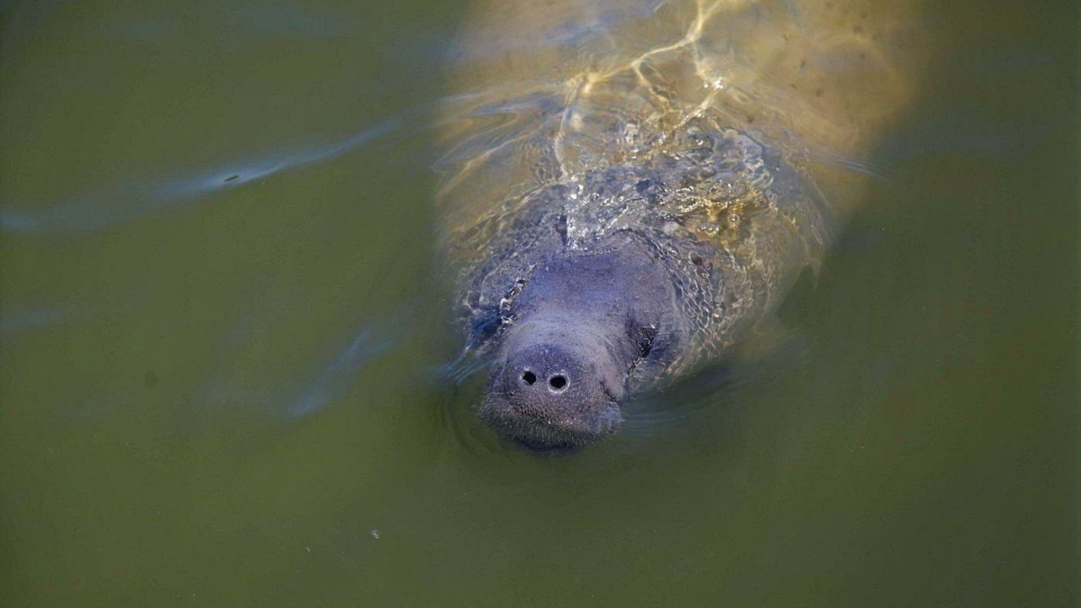 Florida manatee swimming near the surface in Everglades waters