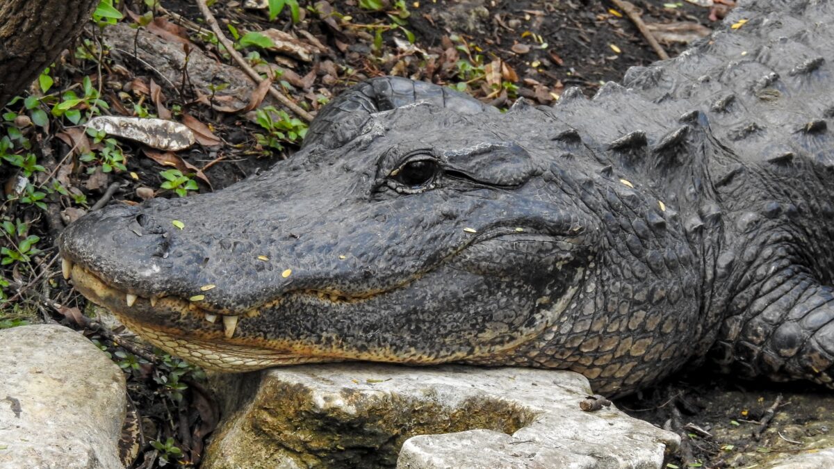 American alligator resting on the shore in the Florida Everglades