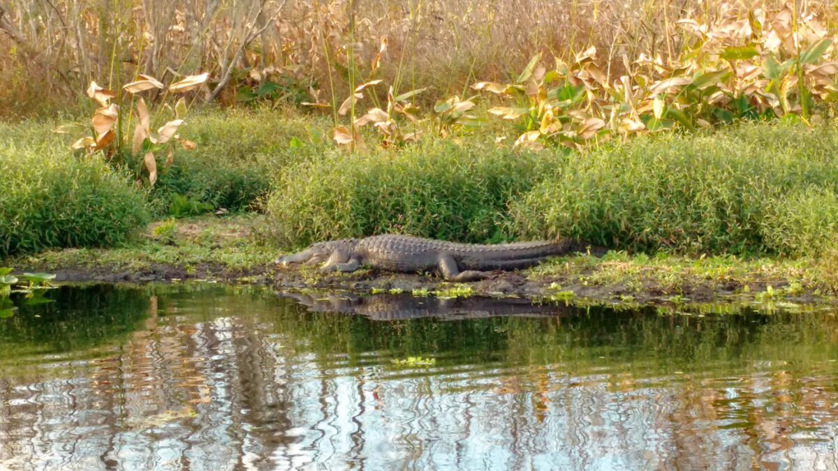 American alligator resting beside the water in the Everglades