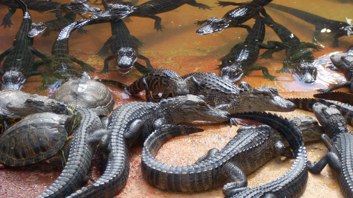 Young alligators and turtles gathered at an Everglades wildlife exhibit