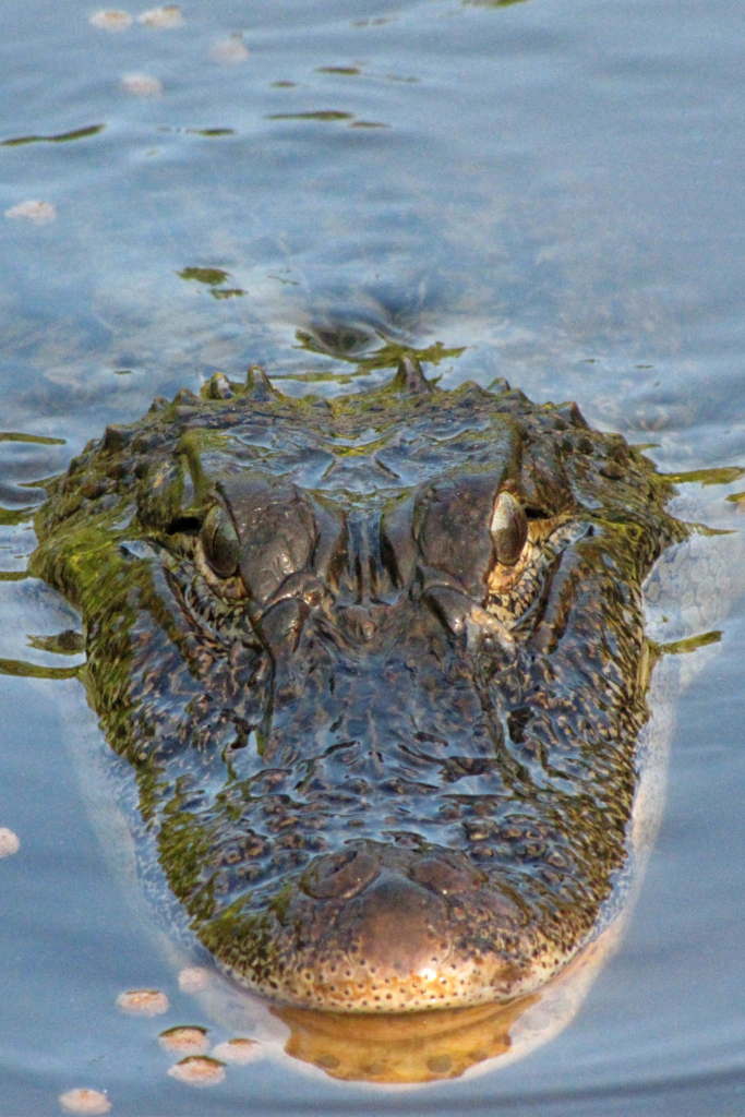 Close-up of an American alligator swimming in Everglades water