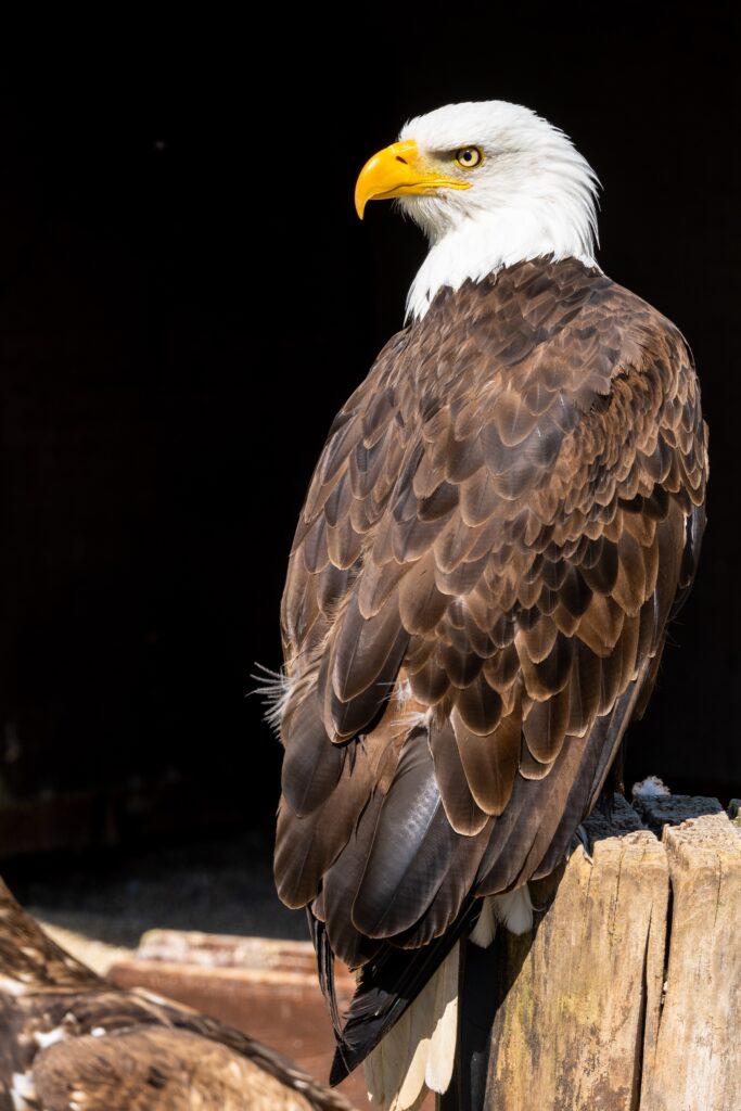 Bald Eagle in Sitka Alaska | Dohrn Travels Bald eagle perched on a wooden post in Sitka Alaska
