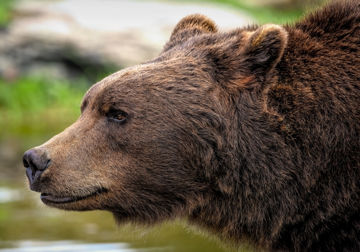 Brown Bear zoo | Dohrn Travels Brown bear seen during a Sitka Alaska wildlife experience