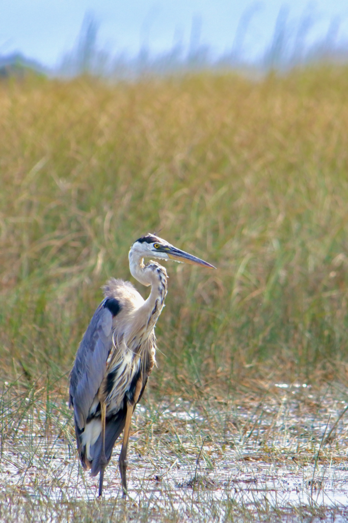 I’d use heron rather than crane here; the bird appears to be a great blue heron.