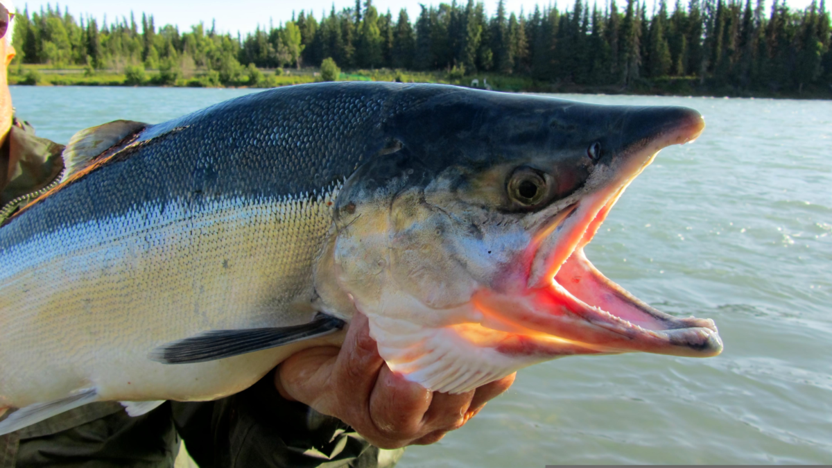 Ketchikan Fishing Charter Catch | Dohrn Travels Fresh Alaska salmon caught while fishing near Ketchikan.