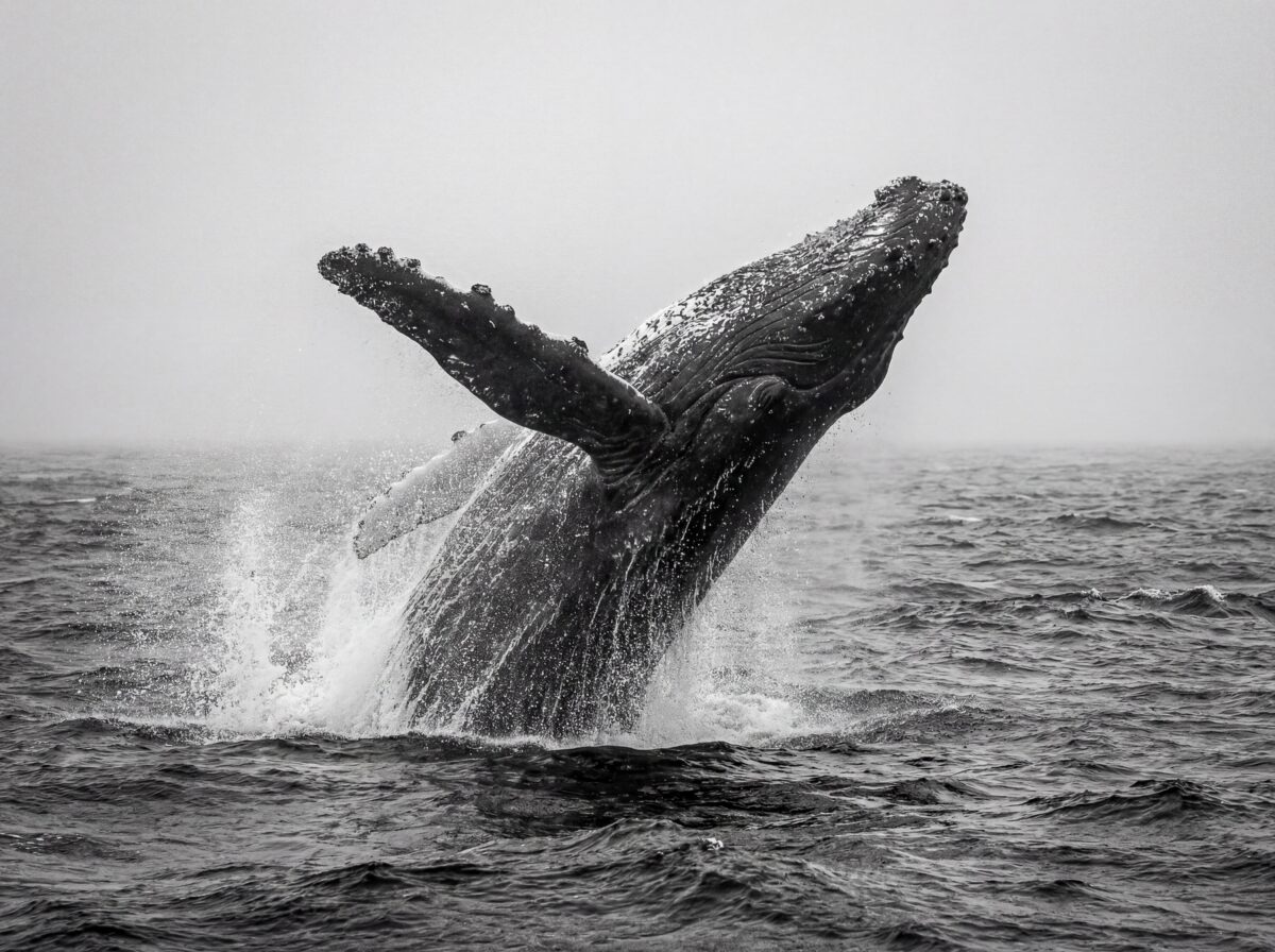 Humpback Whale Breaching in Alaska | Dohrn Travels Humpback whale breaching during an Alaska whale watching tour