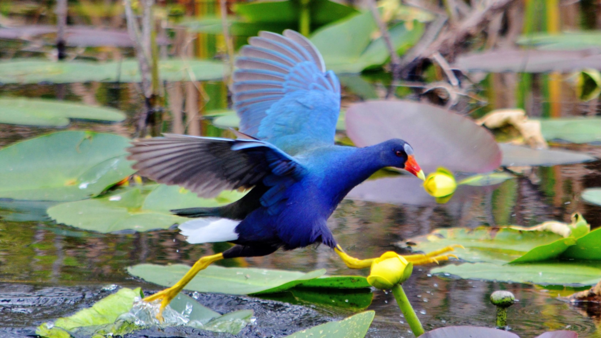 Purple gallinule walking across lily pads in the Florida Everglades