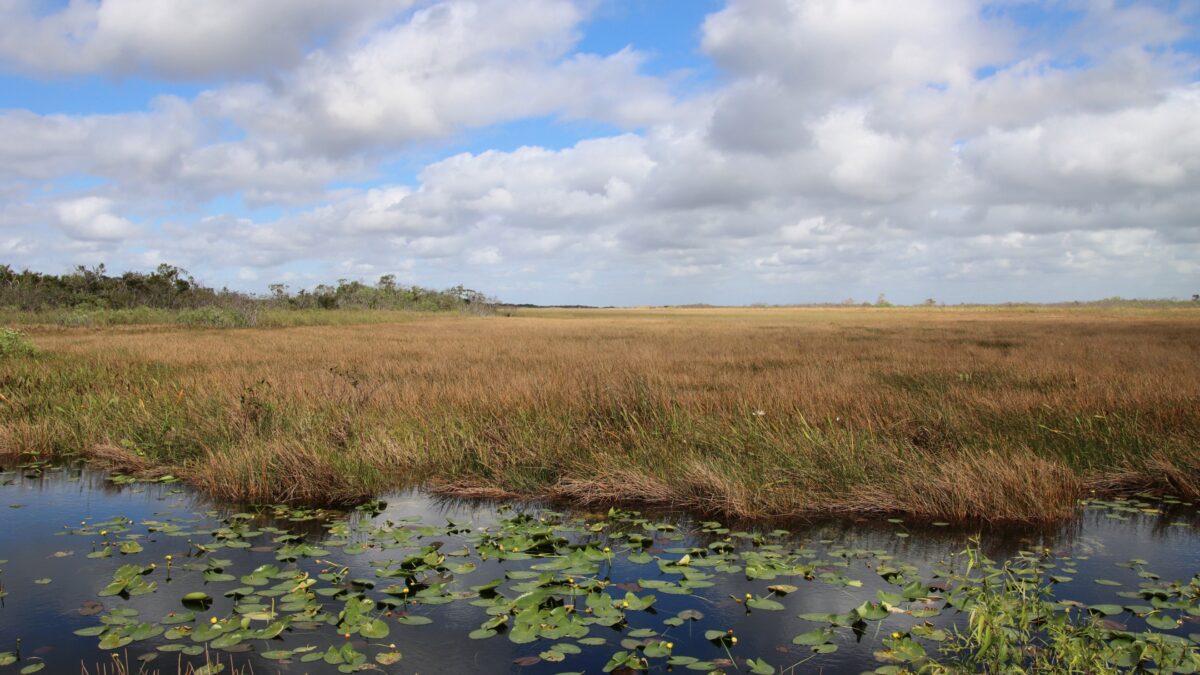 Sawgrass marsh and lily-covered water in the Florida Everglades