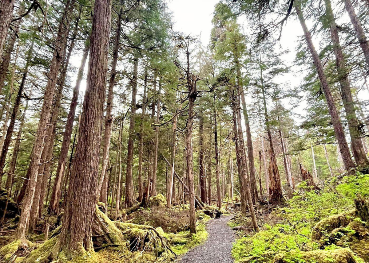 Tongass National Forest Hiking Trail Near Sitka | Dohrn Travels Forest hiking trail through the Tongass National Forest near Sitka Alaska