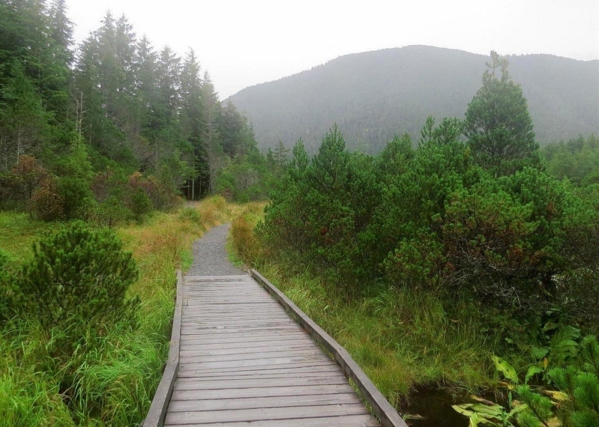 Sitka Tongass National Forest Boardwalk Trail | Dohrn Travels Boardwalk hiking trail through green forest, Sitka shore excursions