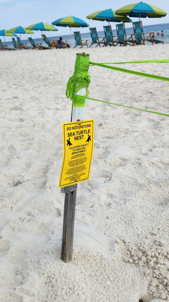 Protected sea turtle nest on the beach in Orange Beach with umbrellas in the background