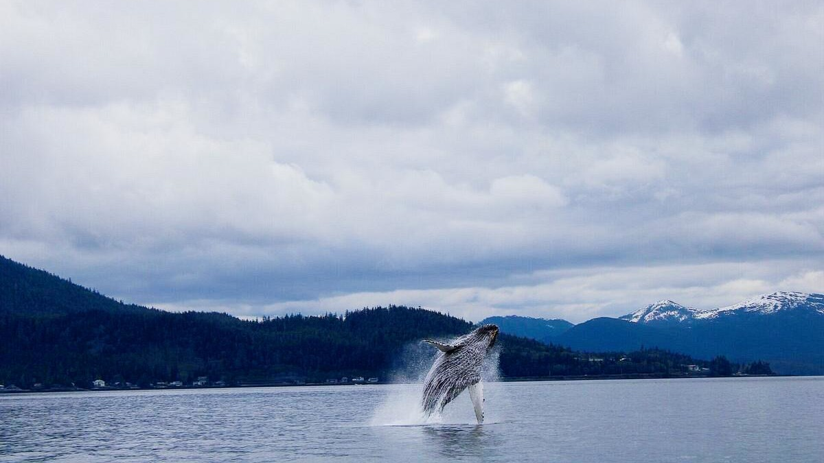 Whalejumping3webp | Dohrn Travels Humpback whale breaching during a whale watching excursion near Ketchikan, Alaska.